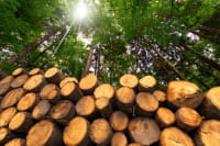 Heizen mit Holz - die Alternative zu fossilen Brennstoffen